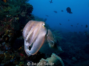 Cuttlefish by Beate Seiler 